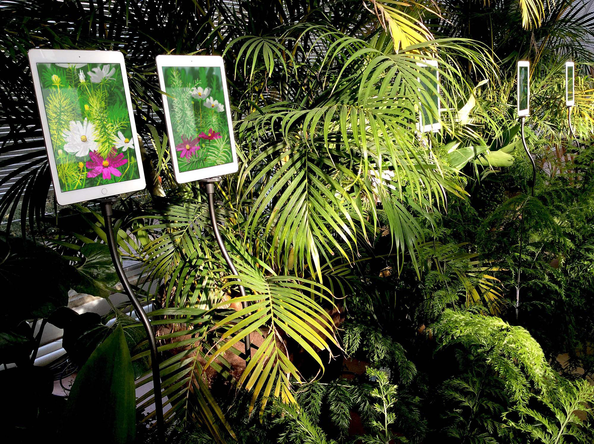 Collaboration. The Digital Garden® installation 2019, animated iPad drawings at the Royal Horticultural Society garden Wisley UK.